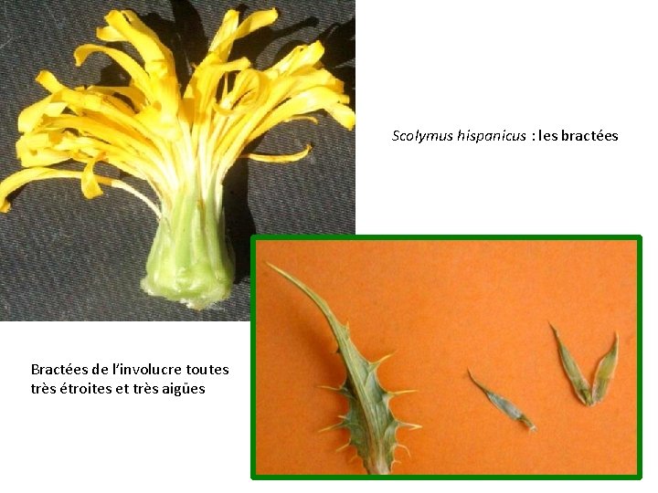 Scolymus hispanicus : les bractées Bractées de l’involucre toutes très étroites et très aigües