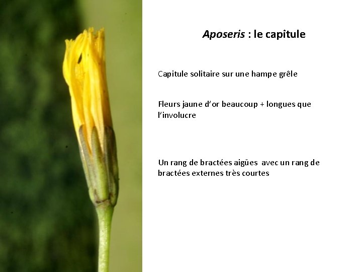 Aposeris : le capitule Capitule solitaire sur une hampe grêle Fleurs jaune d’or beaucoup