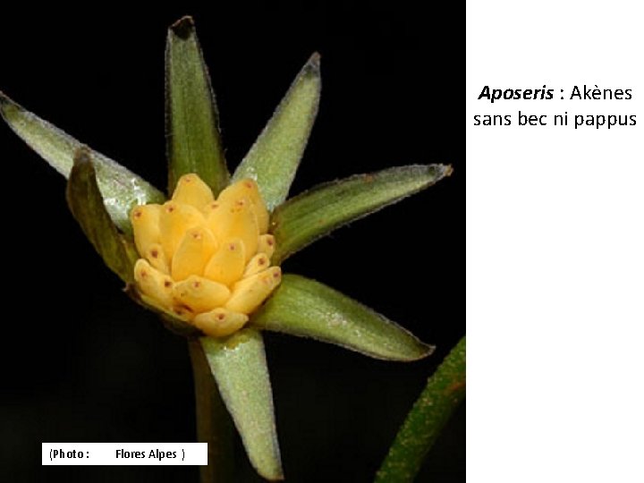 Aposeris : Akènes sans bec ni pappus (Photo : Flores Alpes ) 