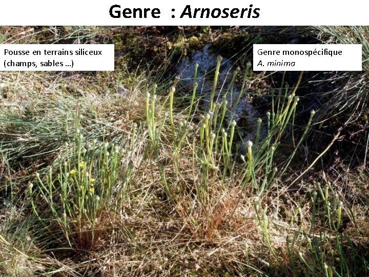 Genre : Arnoseris Pousse en terrains siliceux (champs, sables …) Genre monospécifique A. minima