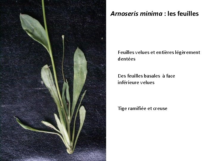 Arnoseris minima : les feuilles Feuilles velues et entières légèrement dentées Des feuilles basales