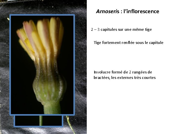 Arnoseris : l’inflorescence 2 – 3 capitules sur une même tige Tige fortement renflée