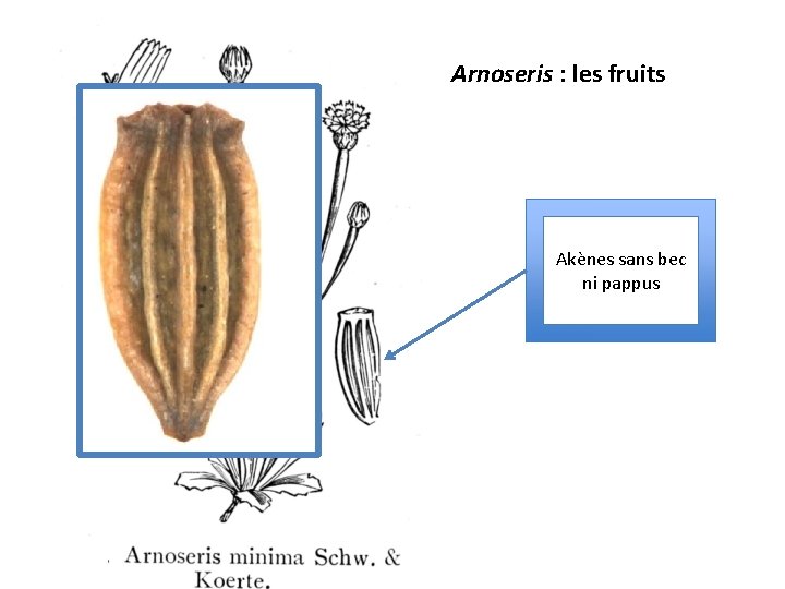 Arnoseris : les fruits Akènes sans bec ni pappus 