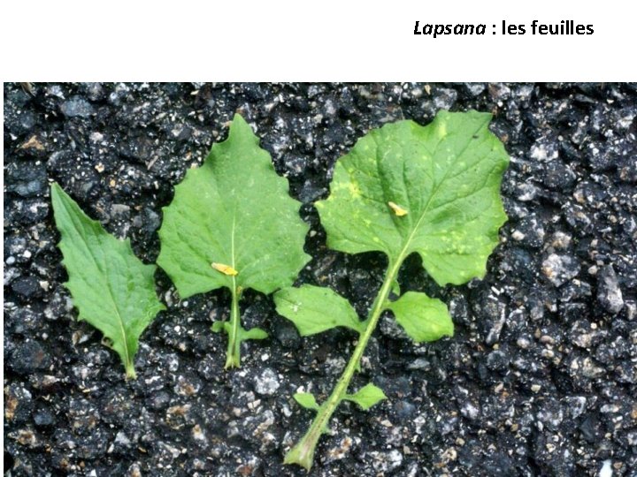Lapsana : les feuilles 