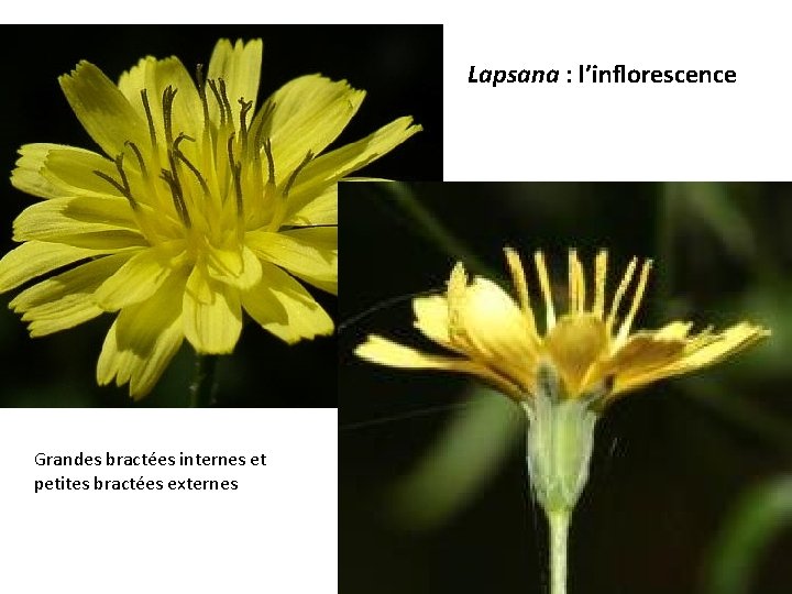 Lapsana : l’inflorescence Grandes bractées internes et petites bractées externes 