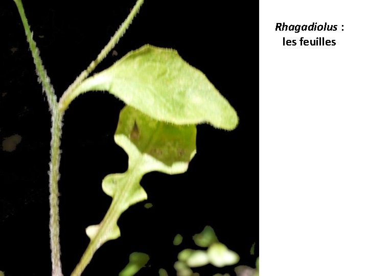 Rhagadiolus : les feuilles 