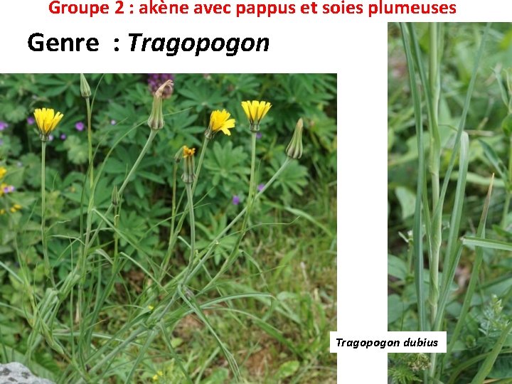 Groupe 2 : akène avec pappus et soies plumeuses Genre : Tragopogon dubius 