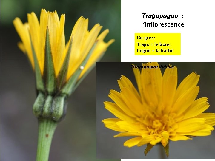 Tragopogon : l’inflorescence Du grec: Trago = le bouc Pogon = la barbe Tragopogon