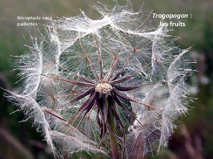 Réceptacle sans paillettes Tragopogon : les fruits 