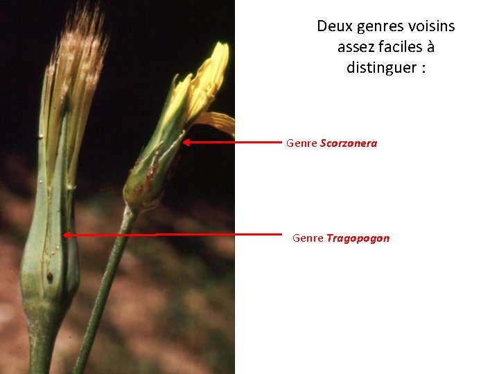 Deux genres voisins assez faciles à distinguer : Genre Scorzonera Genre Tragopogon 