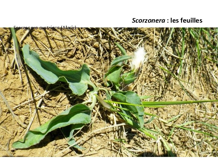 Scorzonera austriaca (Alaric) Scorzonera : les feuilles 