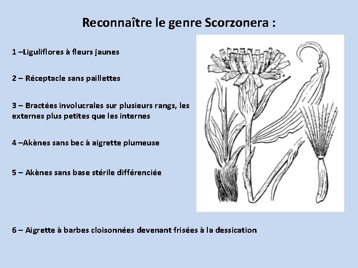 Reconnaître le genre Scorzonera : 1 –Liguliflores à fleurs jaunes 2 – Réceptacle sans