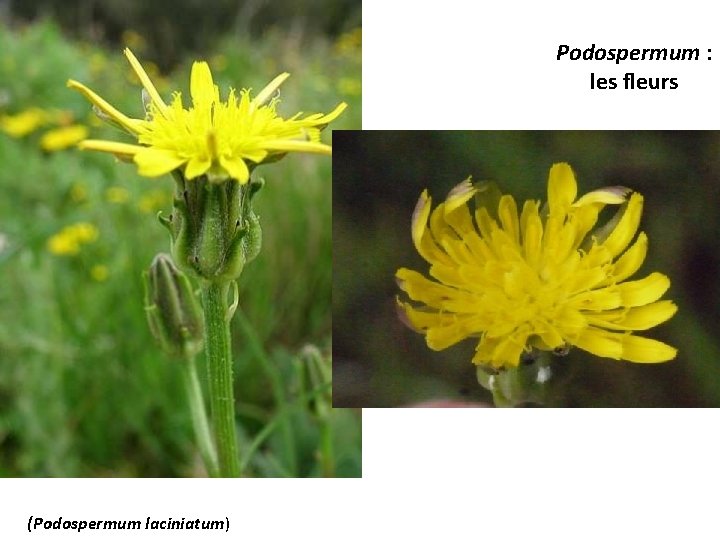 Podospermum : les fleurs (Podospermum laciniatum) 