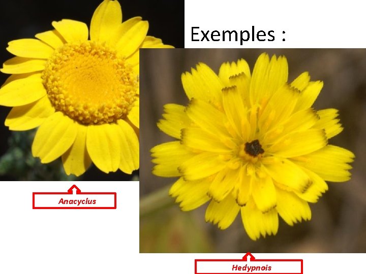 Exemples : AAnacyclus HHedypnois 