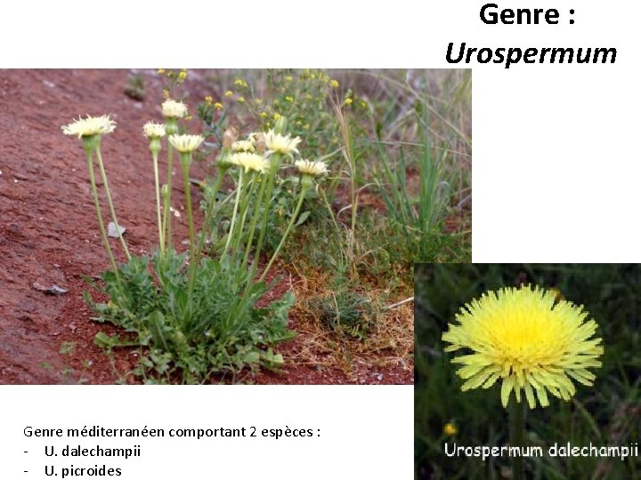Genre : Urospermum Genre méditerranéen comportant 2 espèces : - U. dalechampii - U.