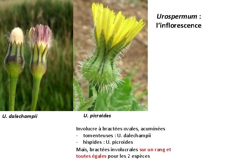 Urospermum : l’inflorescence U. dalechampii U. picroides Involucre à bractées ovales, acuminées - tomenteuses