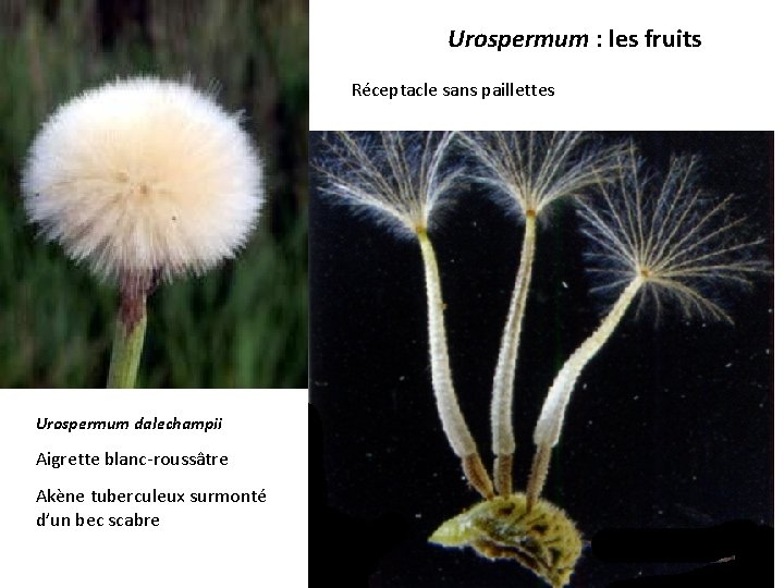 Urospermum : les fruits Réceptacle sans paillettes Urospermum dalechampii Aigrette blanc-roussâtre Akène tuberculeux surmonté