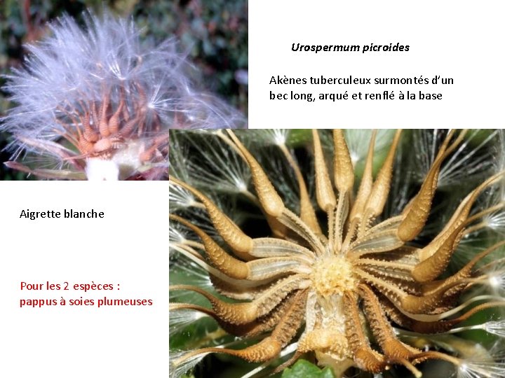 Urospermum picroides Akènes tuberculeux surmontés d’un bec long, arqué et renflé à la base