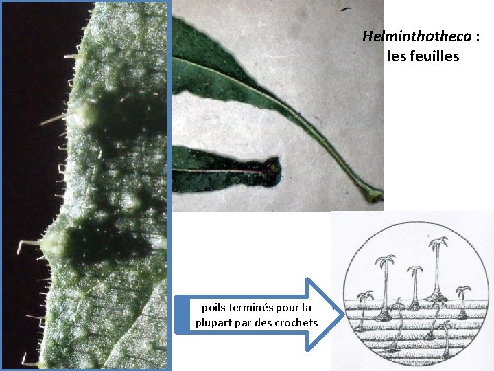 Helminthotheca : les feuilles poils terminés pour la plupart par des crochets 