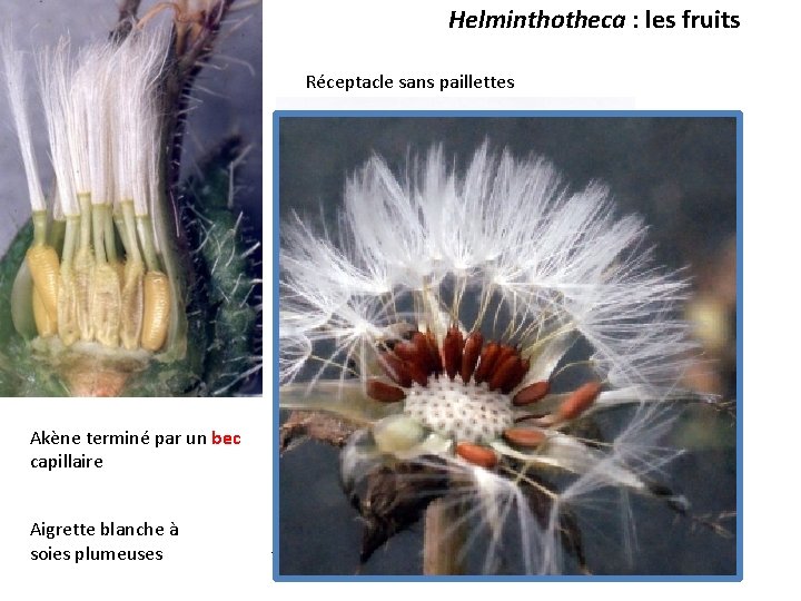 Helminthotheca : les fruits Réceptacle sans paillettes Akène terminé par un bec capillaire Aigrette