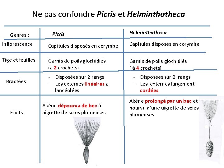Ne pas confondre Picris et Helminthotheca Genres : Picris Helminthotheca inflorescence Capitules disposés en