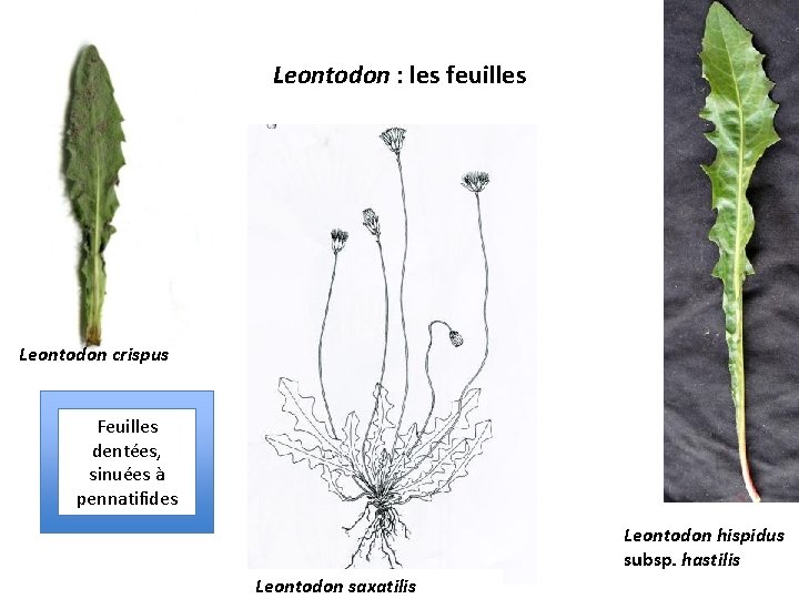 Leontodon : les feuilles Leontodon crispus Feuilles dentées, sinuées à pennatifides Leontodon hispidus subsp.