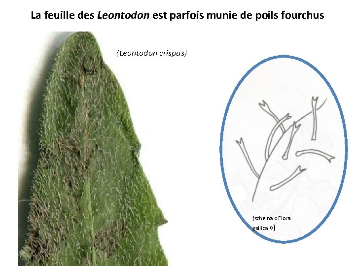 La feuille des Leontodon est parfois munie de poils fourchus (Leontodon crispus) (schéma «
