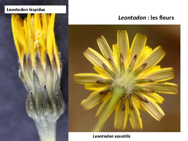 Leontodon hispidus Leontodon : les fleurs Leontodon saxatilis 