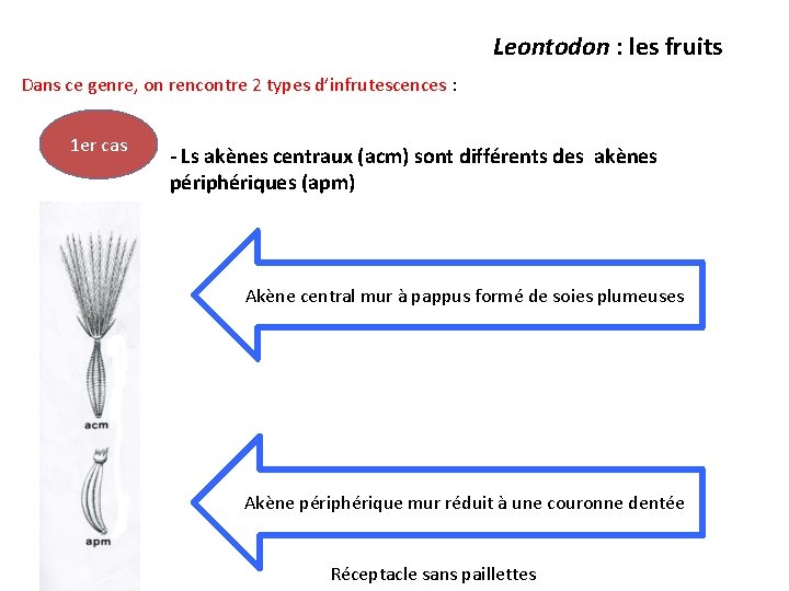 Leontodon : les fruits Dans ce genre, on rencontre 2 types d’infrutescences : 1