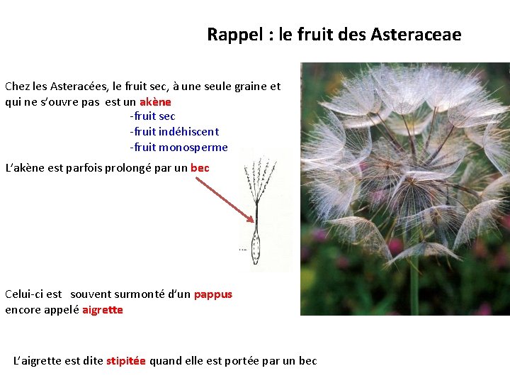 Rappel : le fruit des Asteraceae Chez les Asteracées, le fruit sec, à une