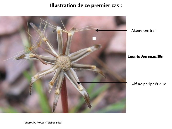Illustration de ce premier cas : Akène central Leontodon saxatilis Akène périphérique (photo :