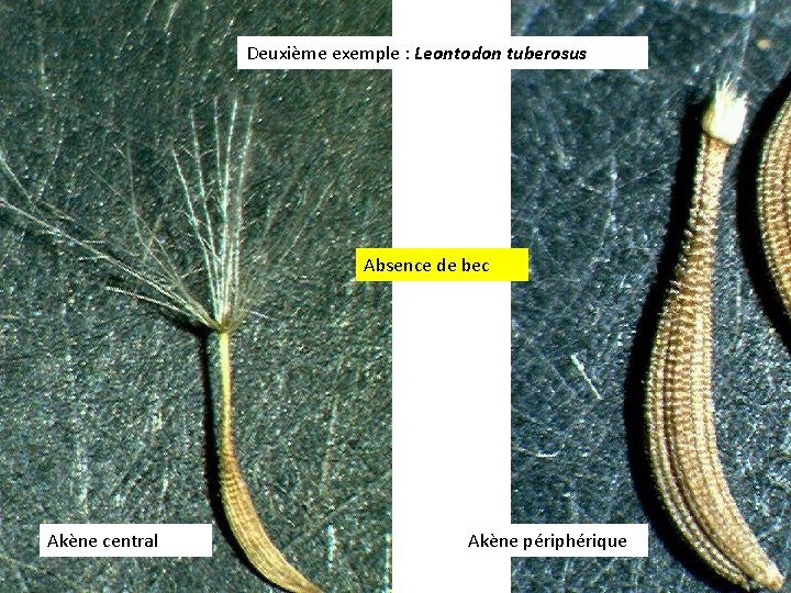Deuxième exemple : Leontodon tuberosus Absence de bec Akène central Akène périphérique 