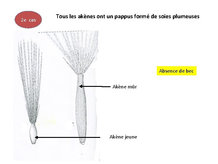 2 e cas Tous les akènes ont un pappus formé de soies plumeuses Absence