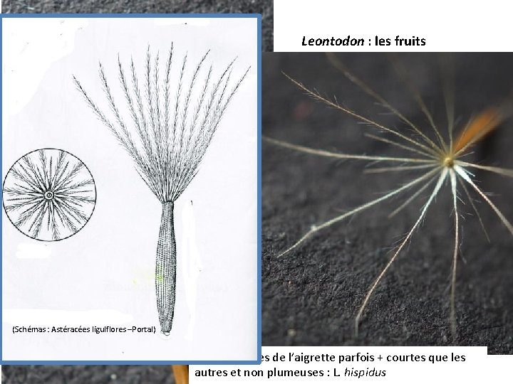 Leontodon : les fruits (Schémas : Astéracées ligulflores –Portal) Soies externes de l’aigrette parfois