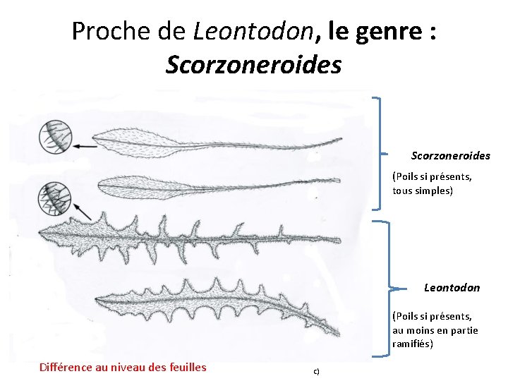 Proche de Leontodon, le genre : Scorzoneroides (Poils si présents, tous simples) Leontodon (Poils