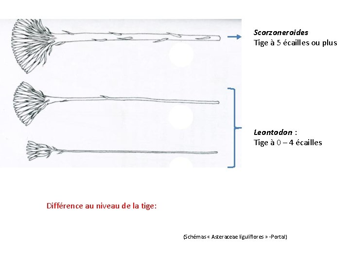 Scorzoneroides Tige à 5 écailles ou plus Leontodon : Tige à 0 – 4