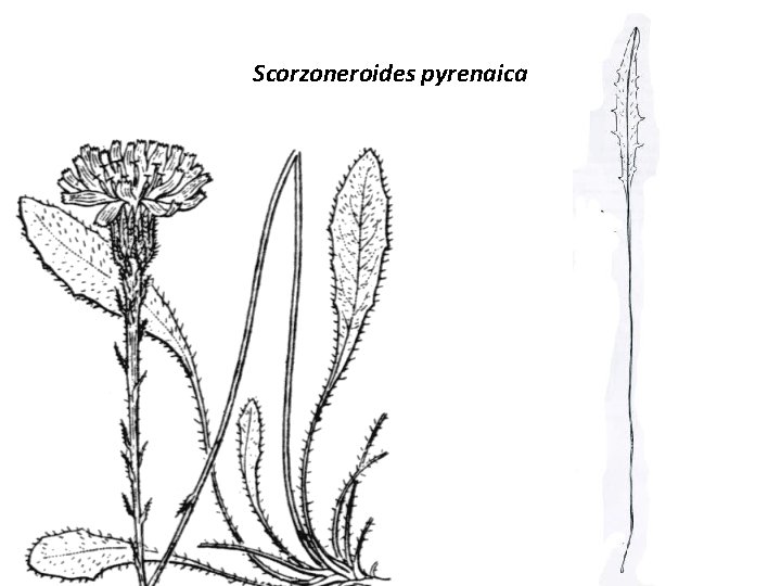 Scorzoneroides pyrenaica 