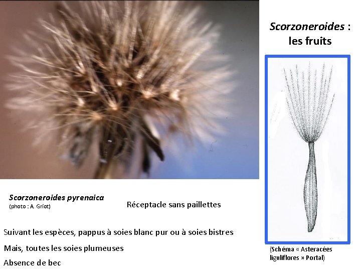 Scorzoneroides : les fruits Scorzoneroides pyrenaica (photo : A. Griot) Réceptacle sans paillettes Suivant