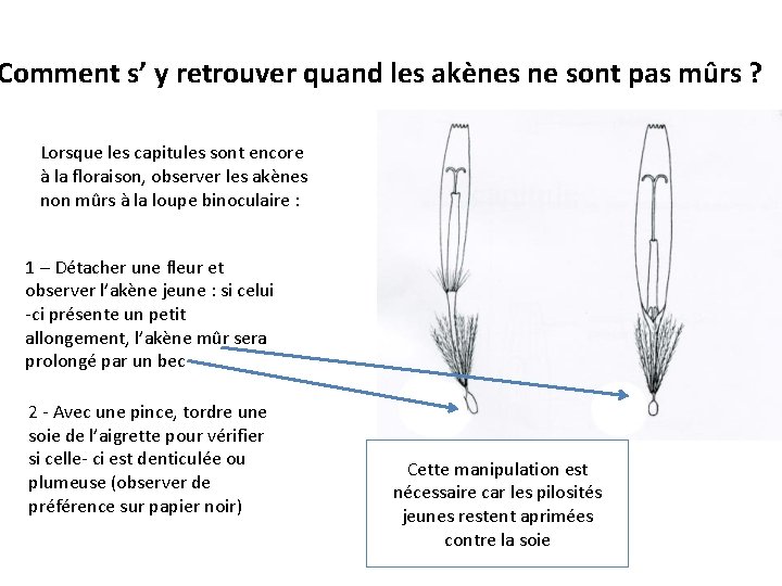 Comment s’ y retrouver quand les akènes ne sont pas mûrs ? Lorsque les