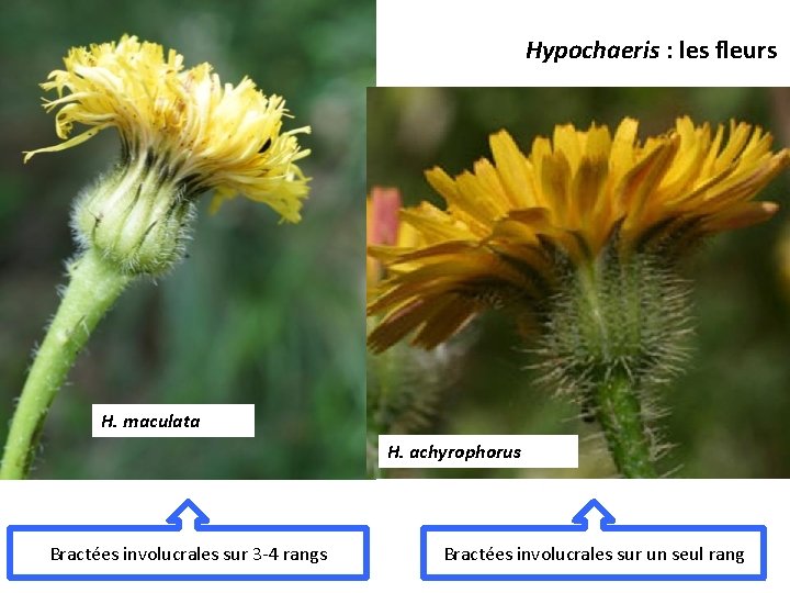 Hypochaeris : les fleurs H. maculata H. achyrophorus Bractées involucrales sur 3 -4 rangs