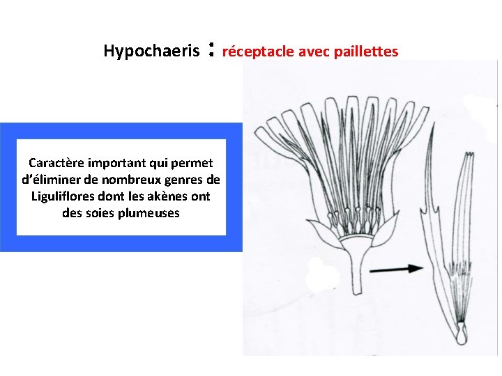 Hypochaeris : réceptacle avec paillettes Caractère important qui permet d’éliminer de nombreux genres de