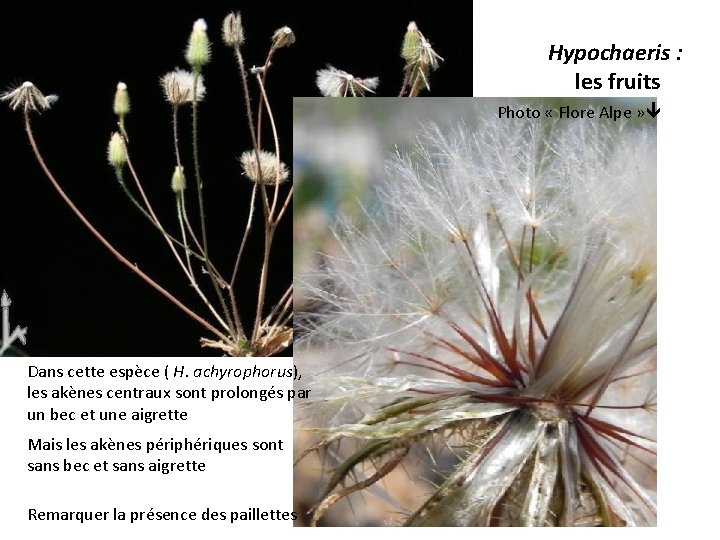 Hypochaeris : les fruits Photo « Flore Alpe » Dans cette espèce ( H.