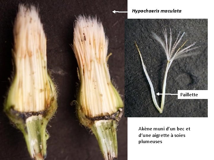 Hypochaeris maculata Paillette Akène muni d’un bec et d’une aigrette à soies plumeuses 