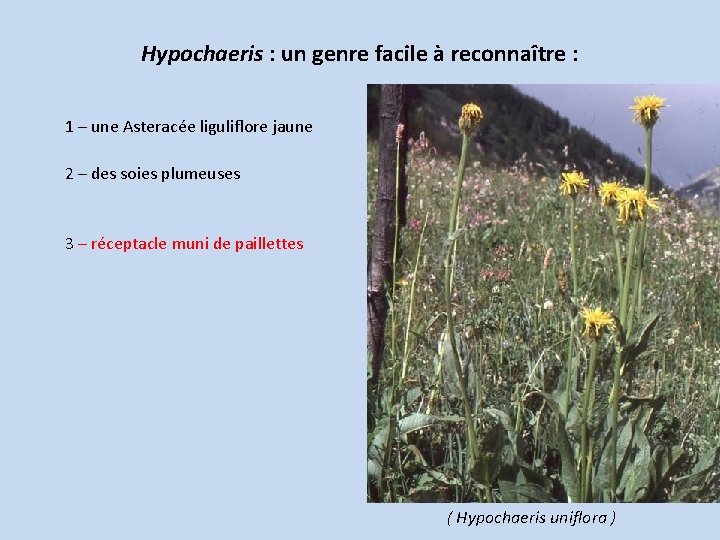 Hypochaeris : un genre facile à reconnaître : 1 – une Asteracée liguliflore jaune