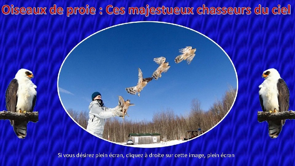 Oiseaux de proie : Ces majestueux chasseurs du ciel Si vous désirez plein écran,