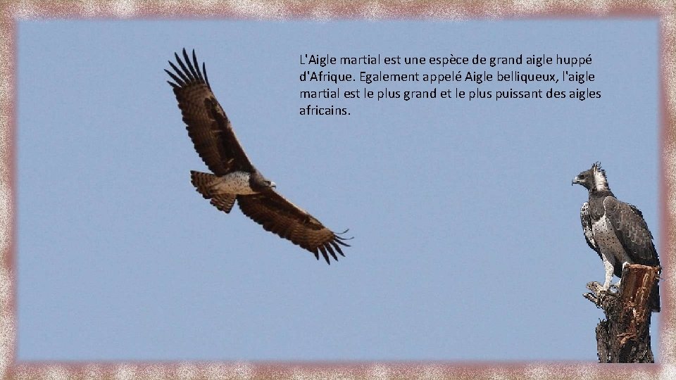 L'Aigle martial est une espèce de grand aigle huppé d'Afrique. Egalement appelé Aigle belliqueux,