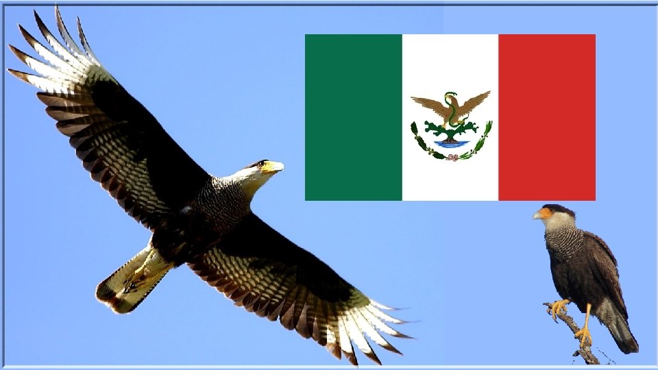 Le Caracara est l'emblème du Mexique. Il est d'ailleurs présent sur le drapeau mexicain.