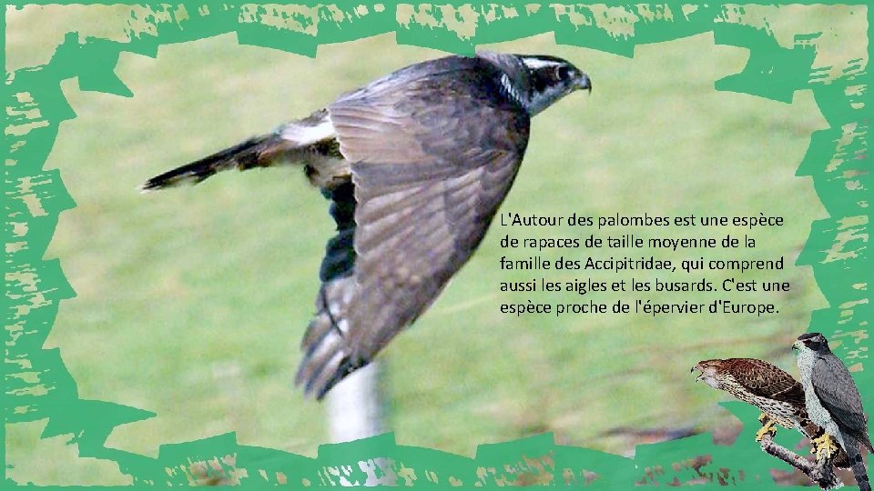 L'Autour des palombes est une espèce de rapaces de taille moyenne de la famille