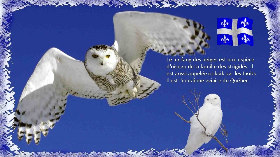 Le harfang des neiges est une espèce d'oiseau de la famille des strigidés. Il