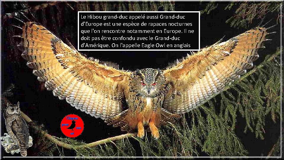 Le Hibou grand-duc appelé aussi Grand-duc d'Europe est une espèce de rapaces nocturnes que